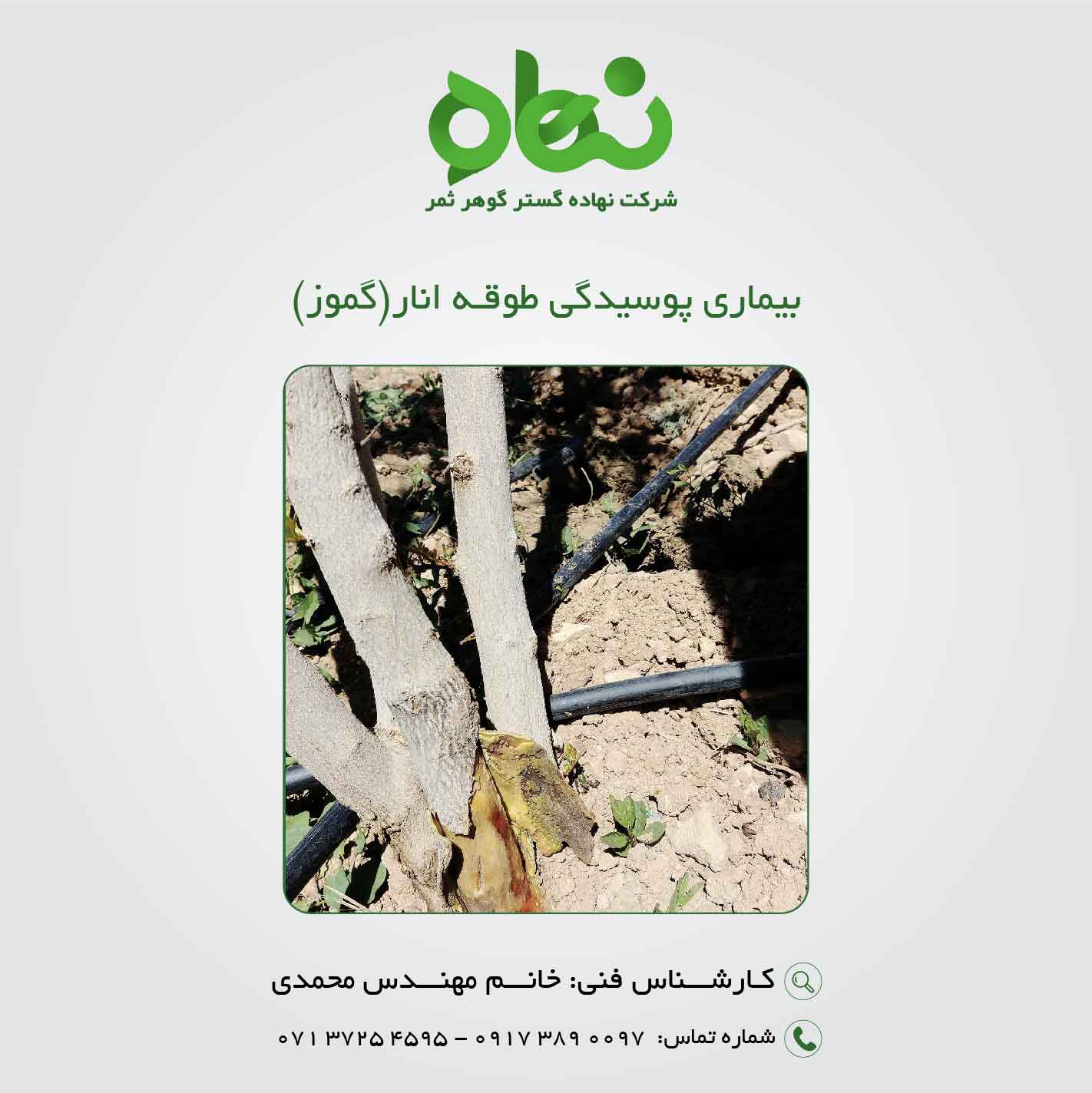 پوسیدگی طوقه انار